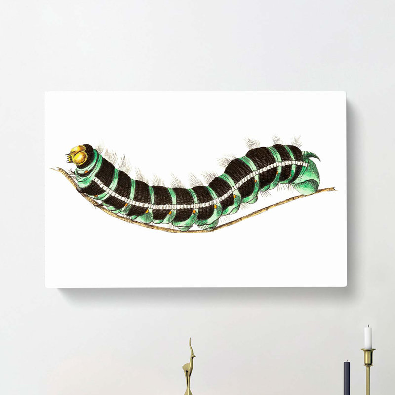 Illustration of a Green Caterpillar - Wrapped Canvas, 40cm H x 60cm W x 3cm D