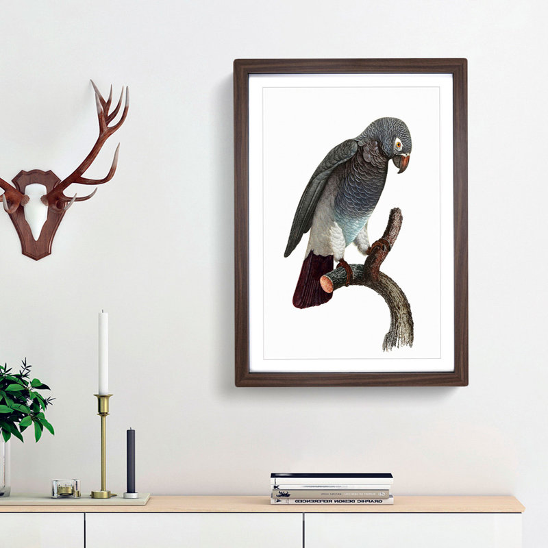Grey Parrot Perched by F. Levaillant - Picture Frame Painting Print, 48cm H x 36cm W x 2cm D, Walnut Framed