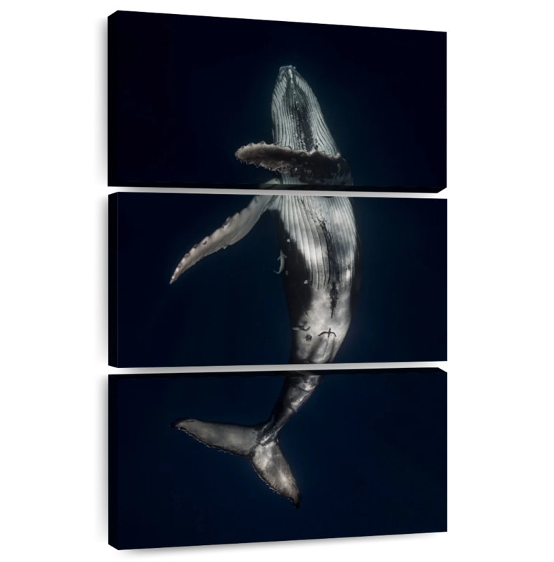 Baleine à bosse Brampt dansant
