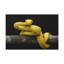 Art mural majestueux Viper-1742075361