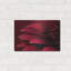 «Petals Of A Red Gerbera» par Tom Quartermaine-573768645