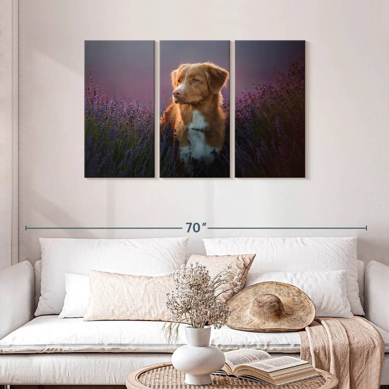 Golden retriever dans un champ de lavande, H 28 po x l 45 po