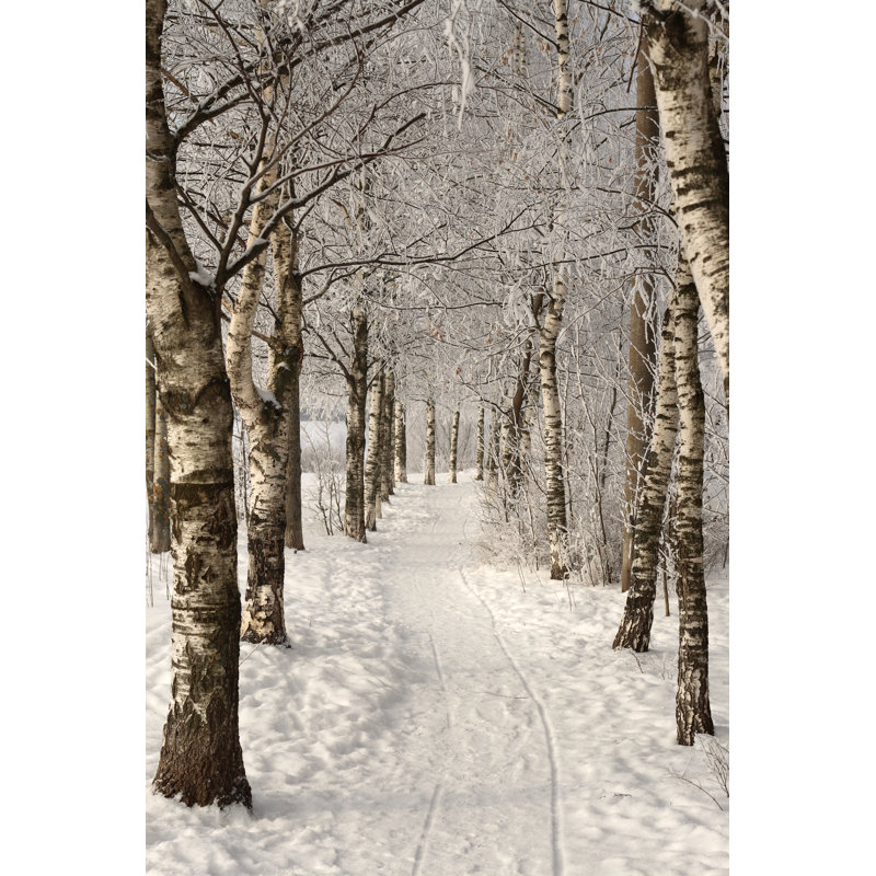 Birches Alley In Winter by Pobytov - Wrapped Canvas Print, 76cm H x 51cm W x 3.8cm D