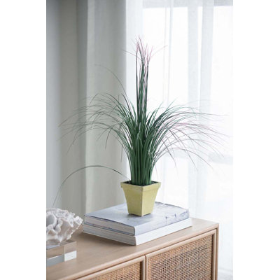 Plante de sol en pot