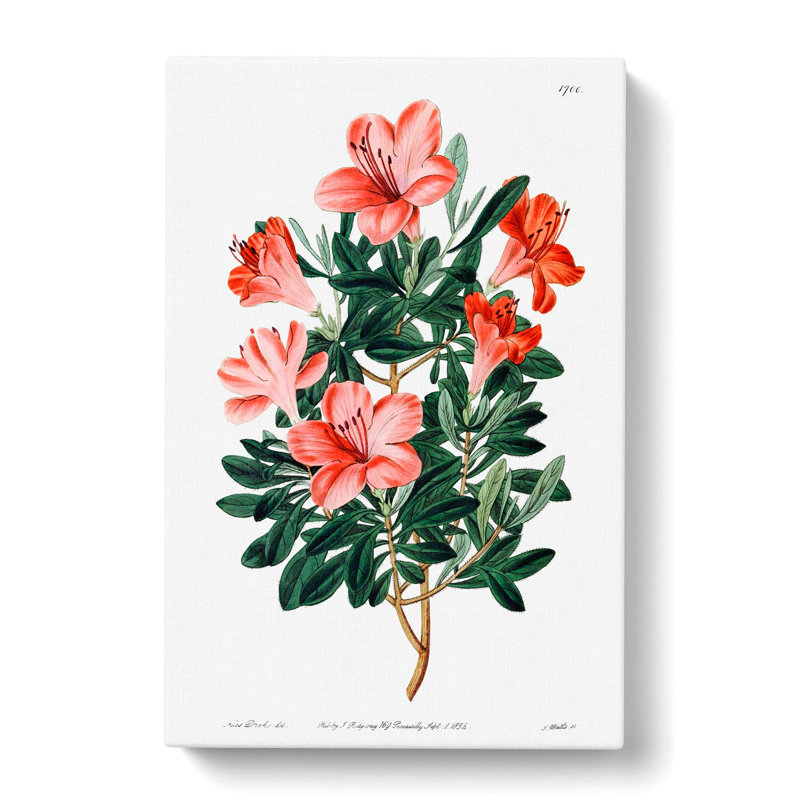 Chinese Azalea - Wrapped Canvas, 50cm H x 35cm W x 3cm D