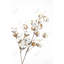 Une branche de fleurs de coton - décor de toile brune pour salle de bain
