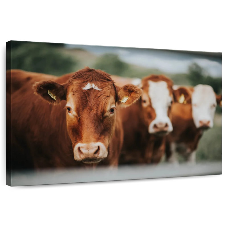 Brampt Brown Cattle, 20" H x 30" W