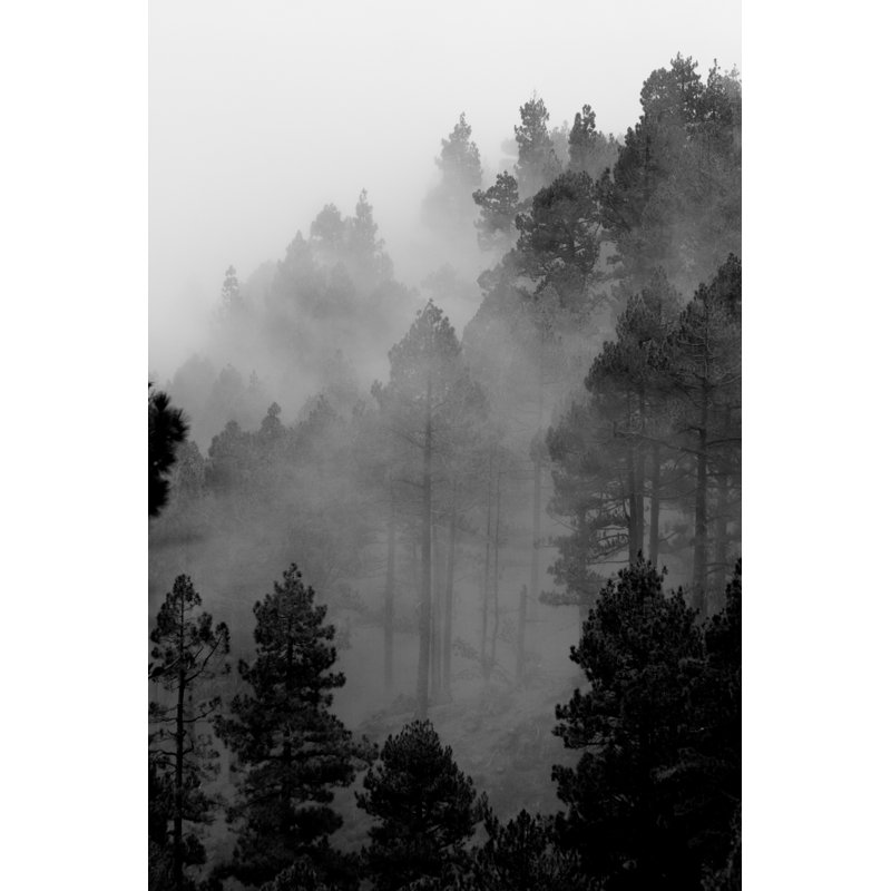 «Trees in Fog» par Xtrèmesail - photographie sur toile tendue, L 12 po x H 18 po