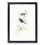 Red-Tailed Finch by Elizabeth Gould - Picture Frame Painting Print-55598629-55598631