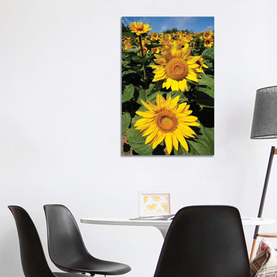 Common Sunflower Field In Bloom, Hokkaido, Japan by Hiroya Minakuchi - Wrapped Canvas Print