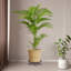 Support pour plante Priyaa-1292317593