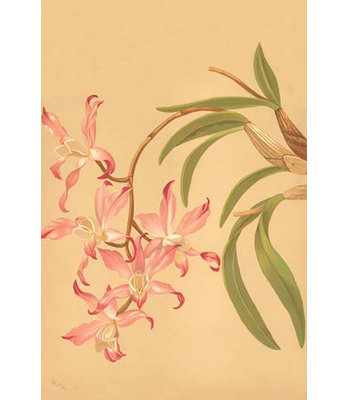 « laelia autumnalis » par h.g. moon, impression
