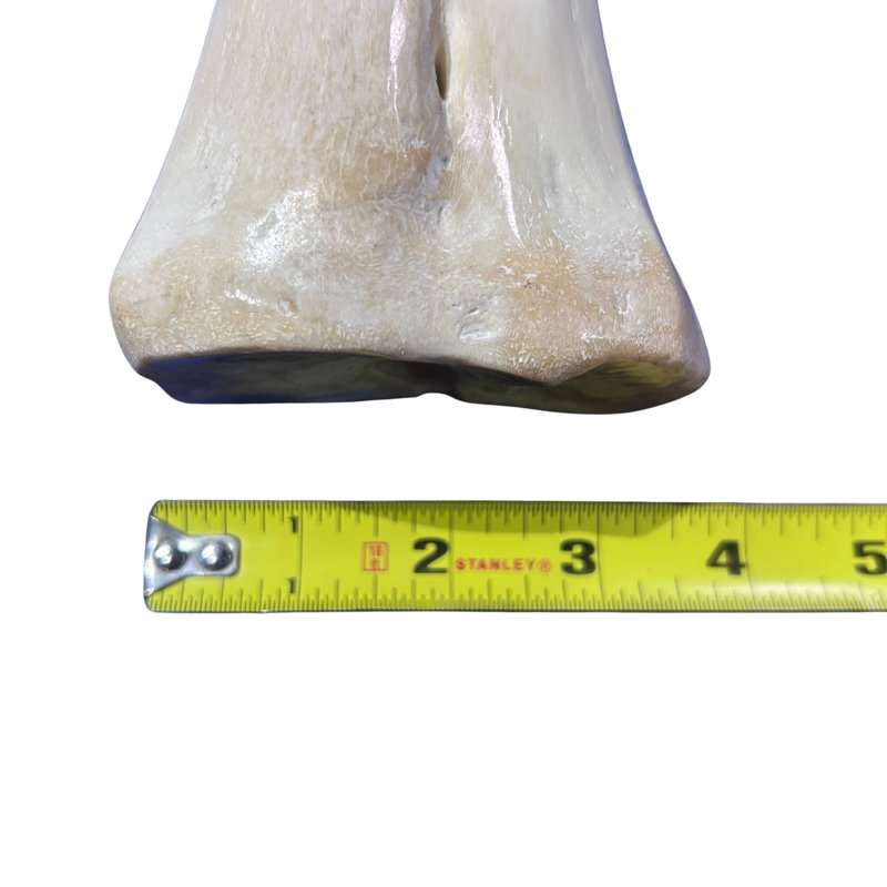 Real Giraffe Leg Bone