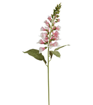 FOXGLOVE STEM