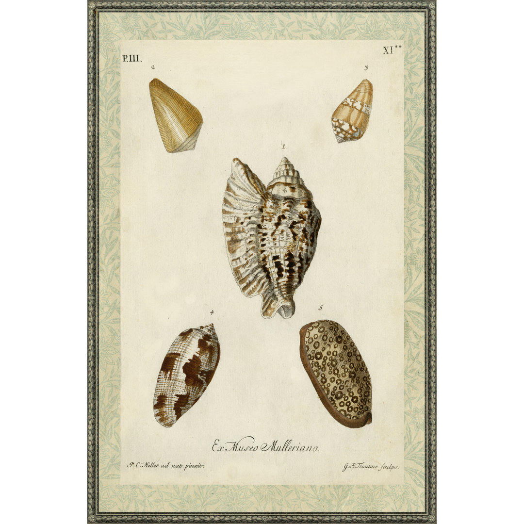 Leinwandbild Bookplate Shells II