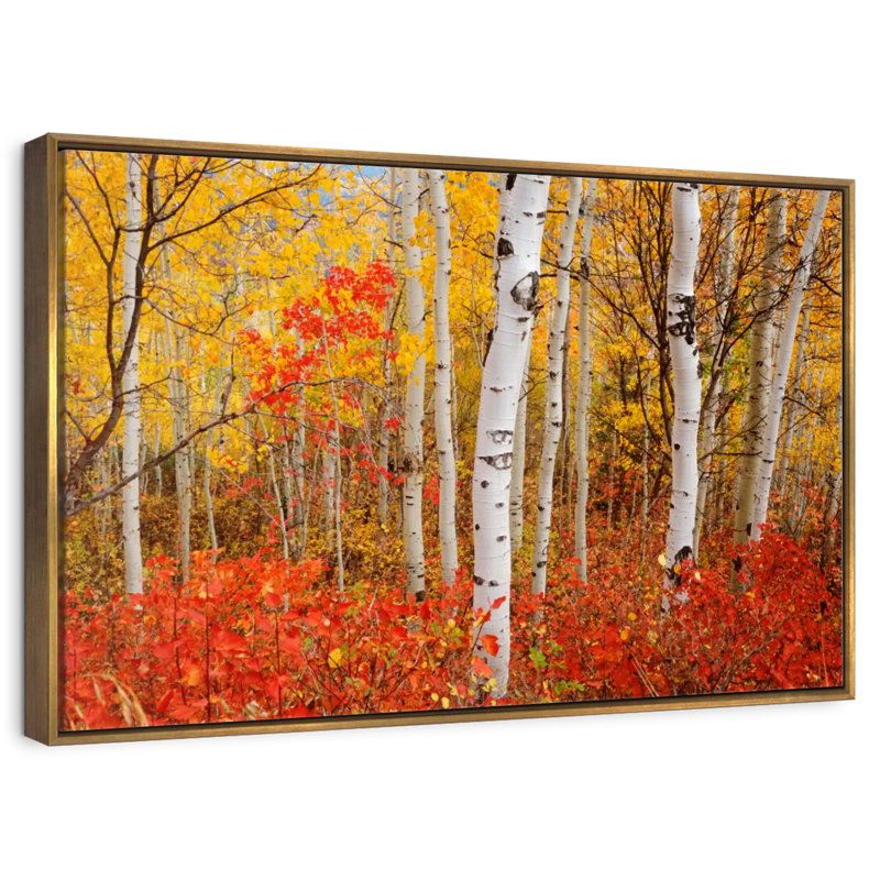 Bouleaux d'automne, Cadre flottant doré, 13 po x 9 po