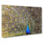 Peacock Vol.1 - Wrapped Canvas-61838241