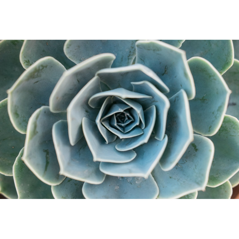 Succulent Close Up par Mustafahacalaki, H 20 po x l 30 po