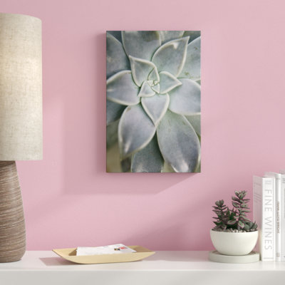 Hanging Garden Succulent I by Jason Johnson - Photograph Print