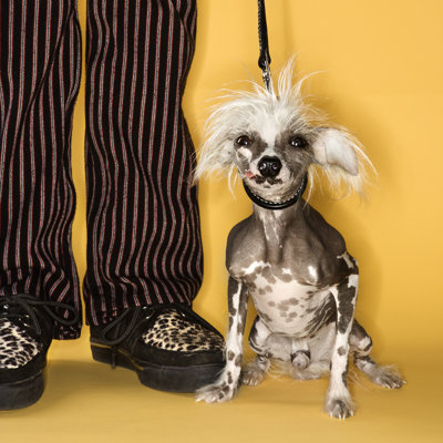 " Chinese Crested Dog With Man "