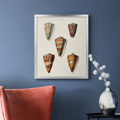 Toile encadrée de qualité supérieure Cone Shell Collection II - prête à être accrochée