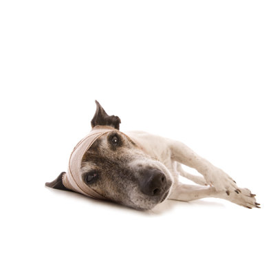Sad Injured Dog by Yellowsarah - No Frame Print on Canvas