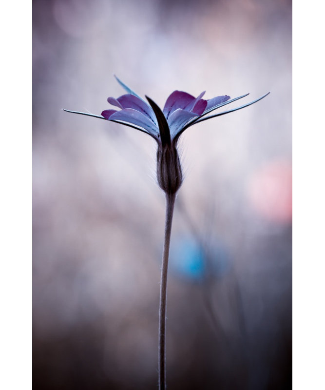 Wrapped Canvas Print, 76.2cm H x 50.8cm W