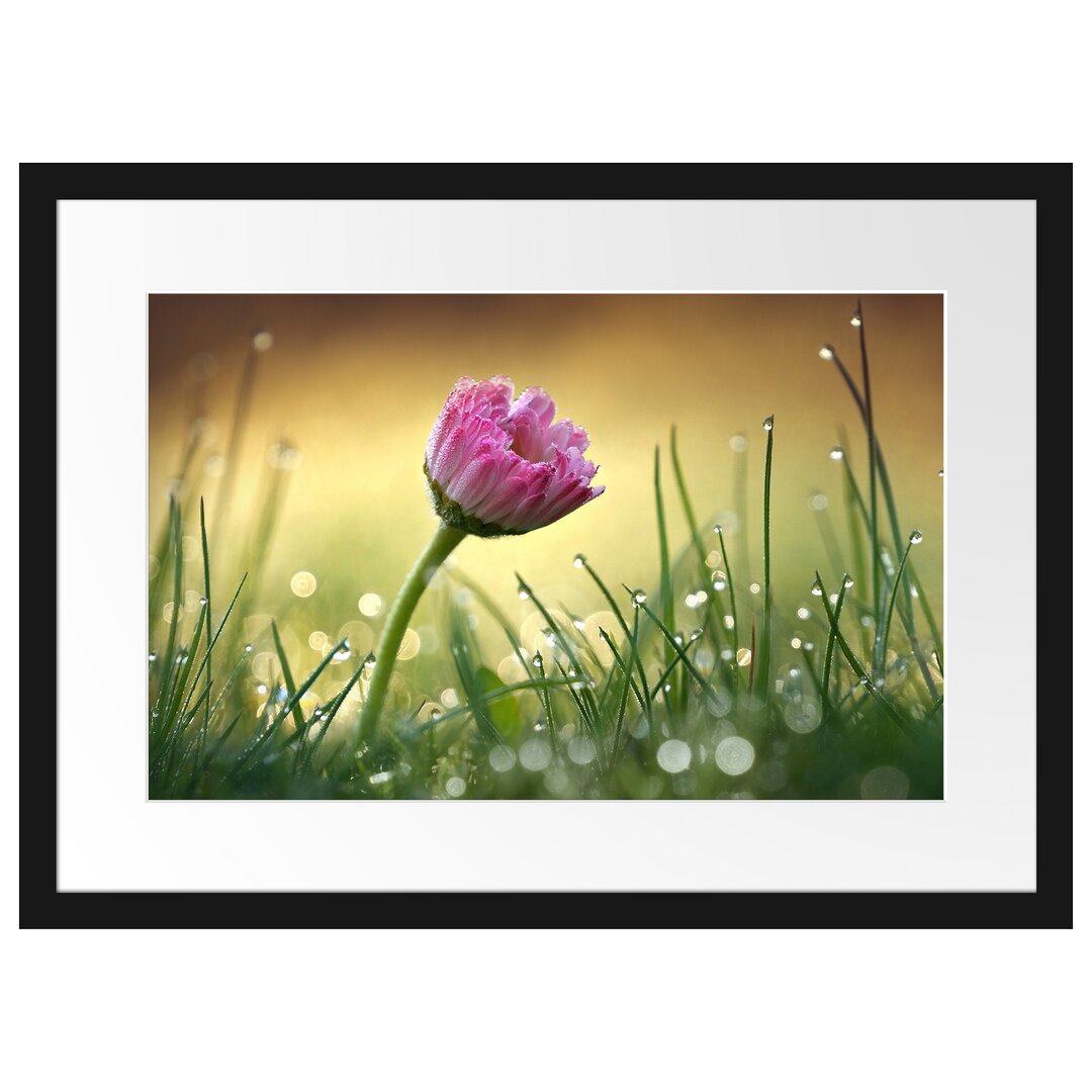 Gerahmtes Poster Rosa Gänseblümchen im Gras