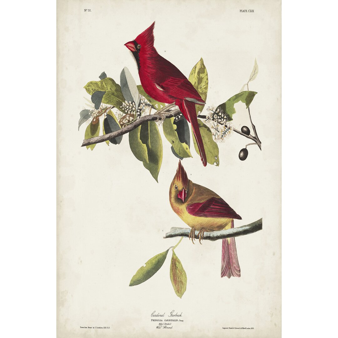 Leinwandbild Pl 158 Cardinal Grosbeak von John Audubon