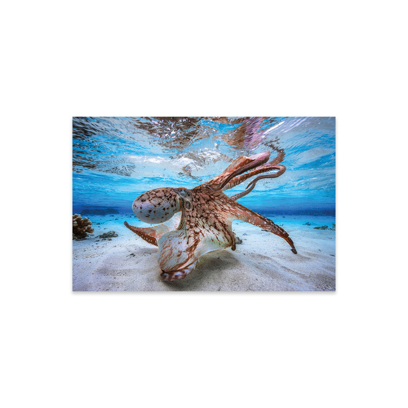 «Coreopsis Dancing Octopus On Plastique / Acrylique» par Barathieu Gabriel