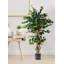 Arbre ficus en pot