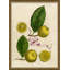 Lemons And Pink Ribbons 4 Giclee Print