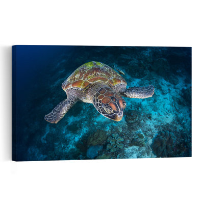Graceful Ocean Turtle Contemporary Turtle Wall Art Print 1 Piece Wrapped Canvas Wall Art