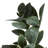 Aglaia Arrangement