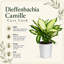 Dieffenbachia 'Camille' 4‑Inch Live Plant
