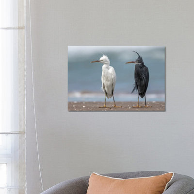 Ahmed Sobhi - Wrapped Canvas Print