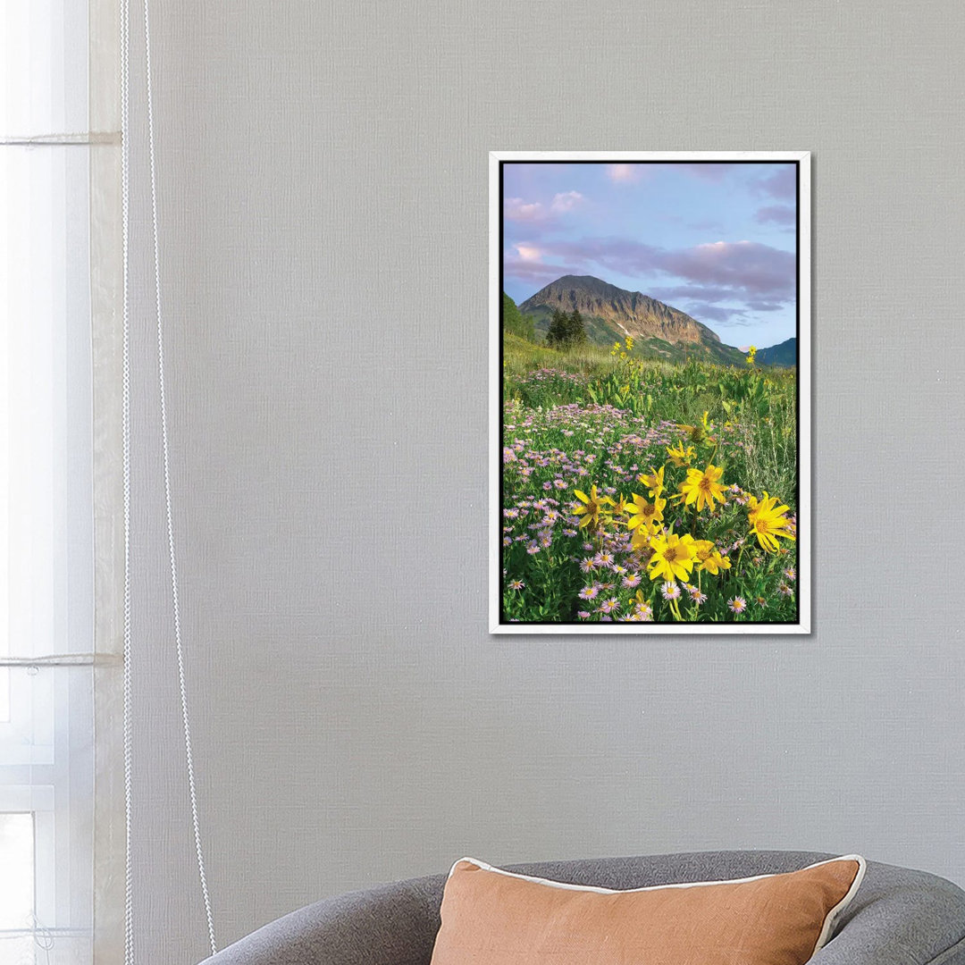 Orange Sneezeweed And Smooth Aster Wildflowers In Meadow With Gothic Mountain In Distance Colorado von Tim Fitzharris - ...