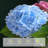 Hydrangea Arrangement-1105606458