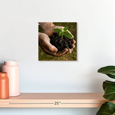 Senne New Seedling Sprouting