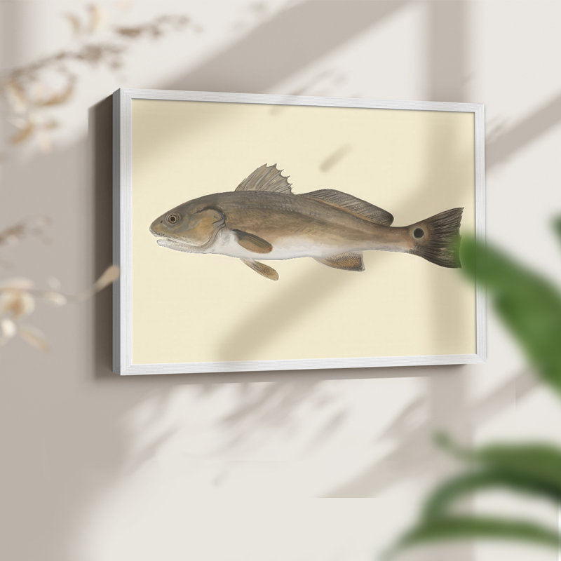 «Saltwater Species III», reproduction encadrée, H 11 po x l 14 po, Blanc