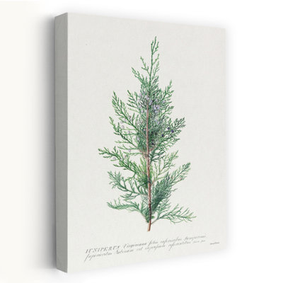 Juniperus 1 Piece Wrapped Canvas Wall Art