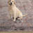 Rahway Oriental Machine Washable Rust Area Rug-1087062462