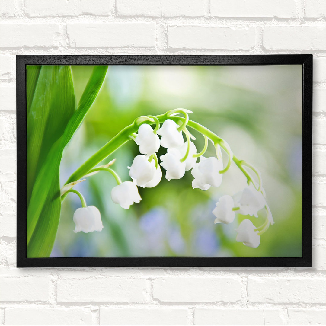 Gerahmtes Wandbild Lily Of The Valley