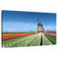 Moulin à vent et tulipes Alvord-107501220