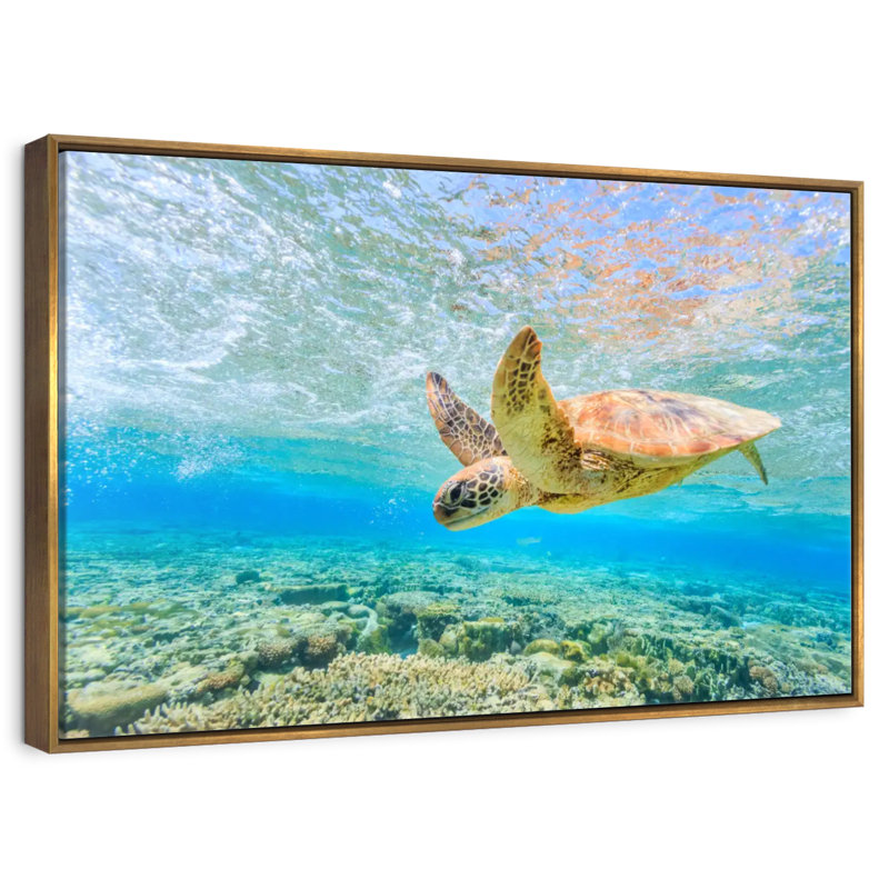 Turtle Dive, Floating Frame Gold, 13" X 9"
