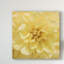 « wall fleur ii », photographie sur toile tendue-859270735