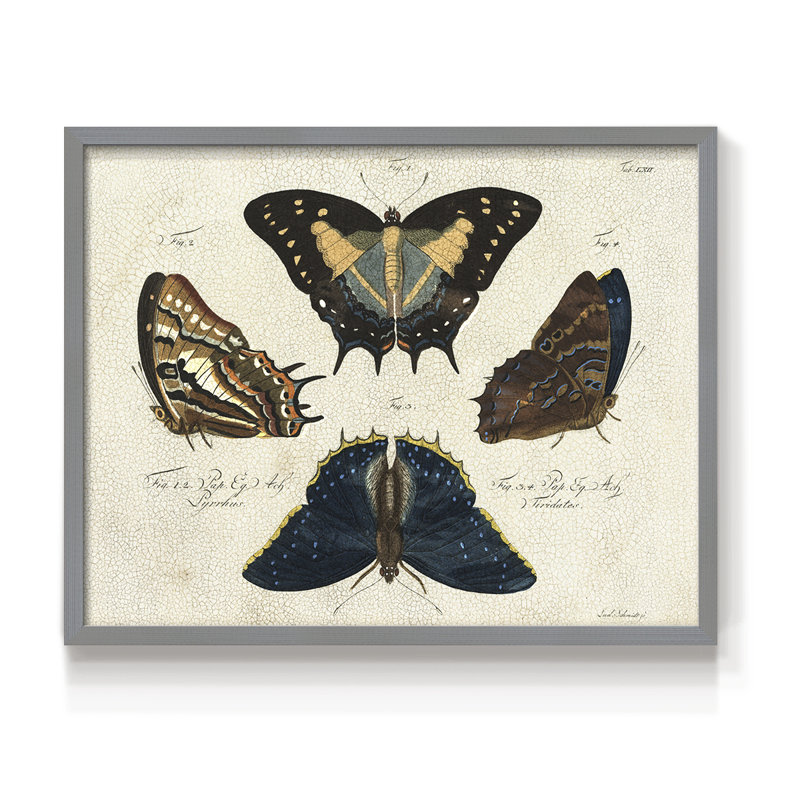 Crackled Butterflies IV -Framed Print - Restickable, H 8 po x l 10 po, Gris
