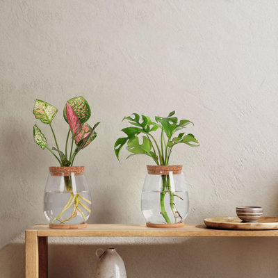 2 vases de propagation, terrarium pour plantes de table pour la culture hydroponique, pots en verre pour terrarium, décorations de cuisine pour la maison et cadeaux pour les amateurs de plantes