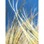 Dune Grasses Print by Petra Trimmel-65795296-65795299