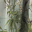 Bambou Elegance Tropical-107546631